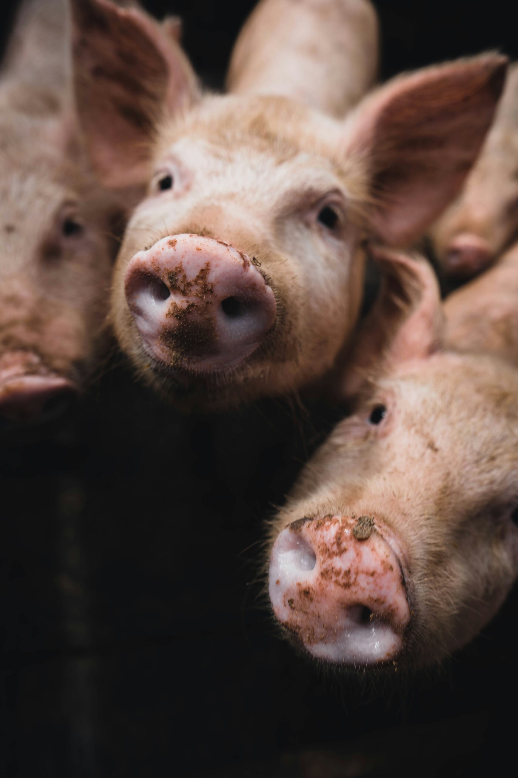 kenneth schipper Cm11a9jSKZc unsplash scaled